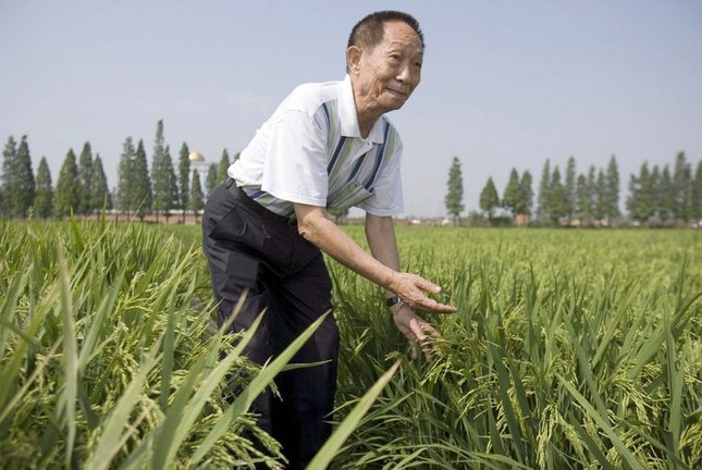 El científico chino Yuan Longping muestra un cultivo experimental de arroz híbrido en un campo propiedad del Centro Nacional de Investigación de Arroz Híbrido en Changsha, en la provincia china de Hunan, . EFE/Adrian Bradshaw/Archivo