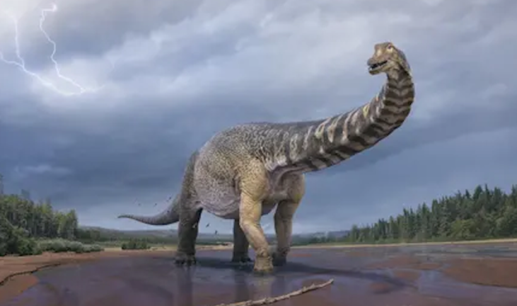 Una ilustración de "Cooper", el mayor dinosaurio encontrado en Australia. Sus huesos se descubrieron en la cuenca de Eromanga, en el suroeste de Queensland. Fotografía: Vlad Konstantinov/Museos de Historia Natural de Queensland y Eromanga