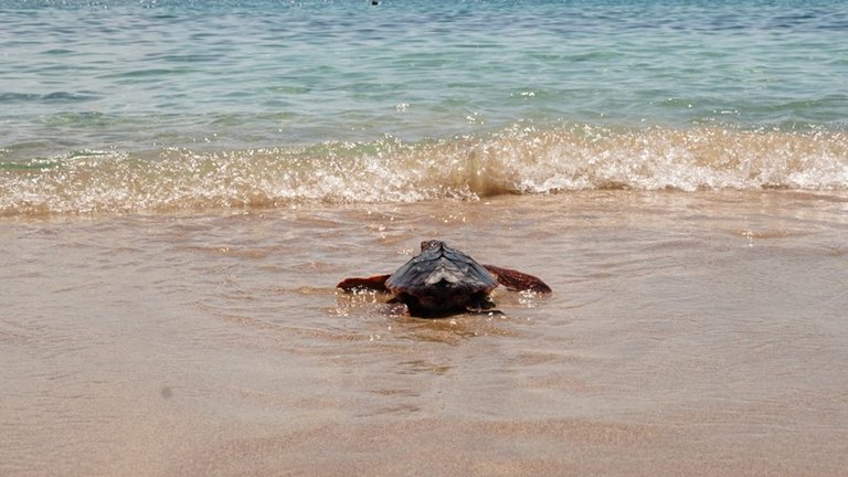 Momento en el que una de las tortugas nacida en Baleares regresa al mar en Menorca.