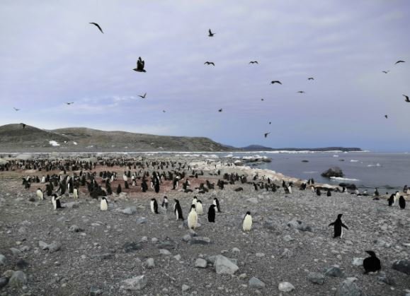 Una colonia de pingüinos Adelia en la Antártida.