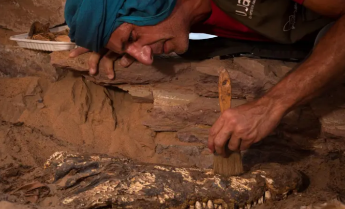 Imagen facilitada por la Universidad de Jaén. Descubren una tumba egipcia con diez momias de cocodrilos. EFE/Patricia Mora