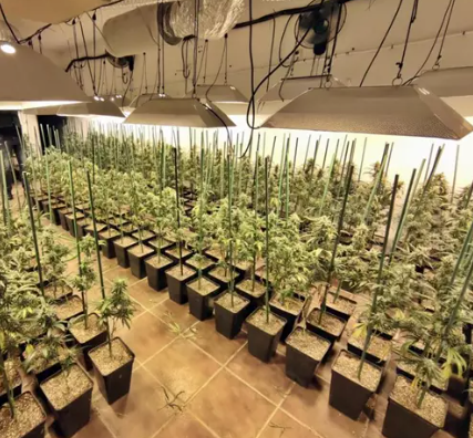 Plantación de marihuana en Castuera. / GC