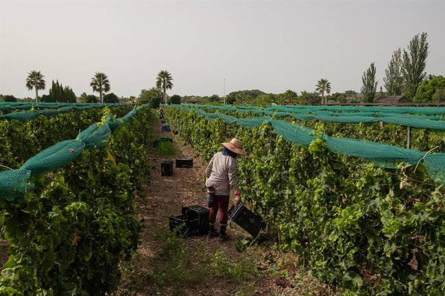 Una trabajadora recoge uva durante una jornada de vendimia adelantada por las altas temperaturas. EFE / Pablo Miranzo
