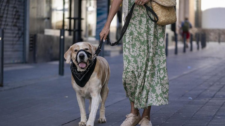 Una mujer pasea a un perro. / Alerta