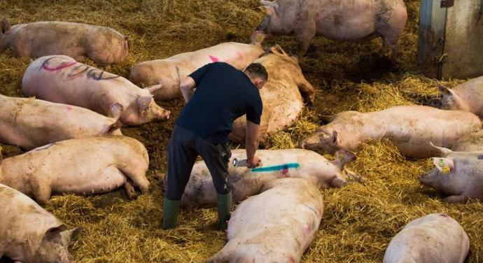 Una granja de cerdos en el Reino Unido. / aee