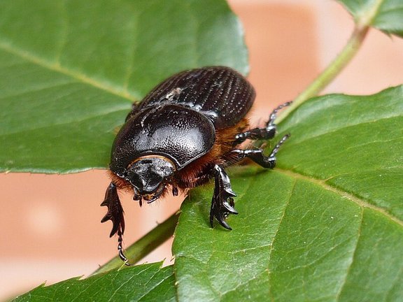 Vista de un escarabajo sobre unas hojas. / Alerta