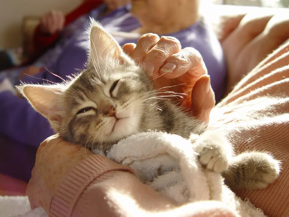los-gatos-son-adecuados-para-las-personas-mayores