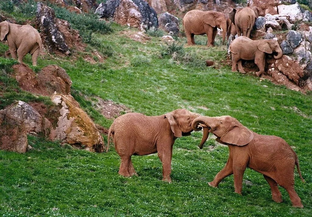 Varios elefantes en el Parque Natural de Cab&aacute;rceno. / ALERTA / ARCHIVO