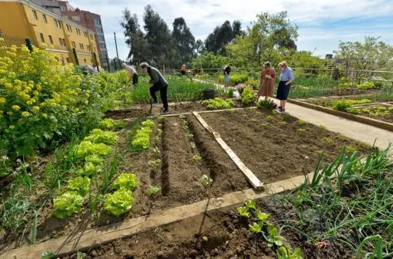 Se trata de las 116 parcelas distribuidas en la Finca Altamira, Duque de Ahumada, Concepci&oacute;n Arenal y El Alisal y lo har&aacute;n siguiendo los protocolos y medidas impuestas por el Ministerio de Sanidad.