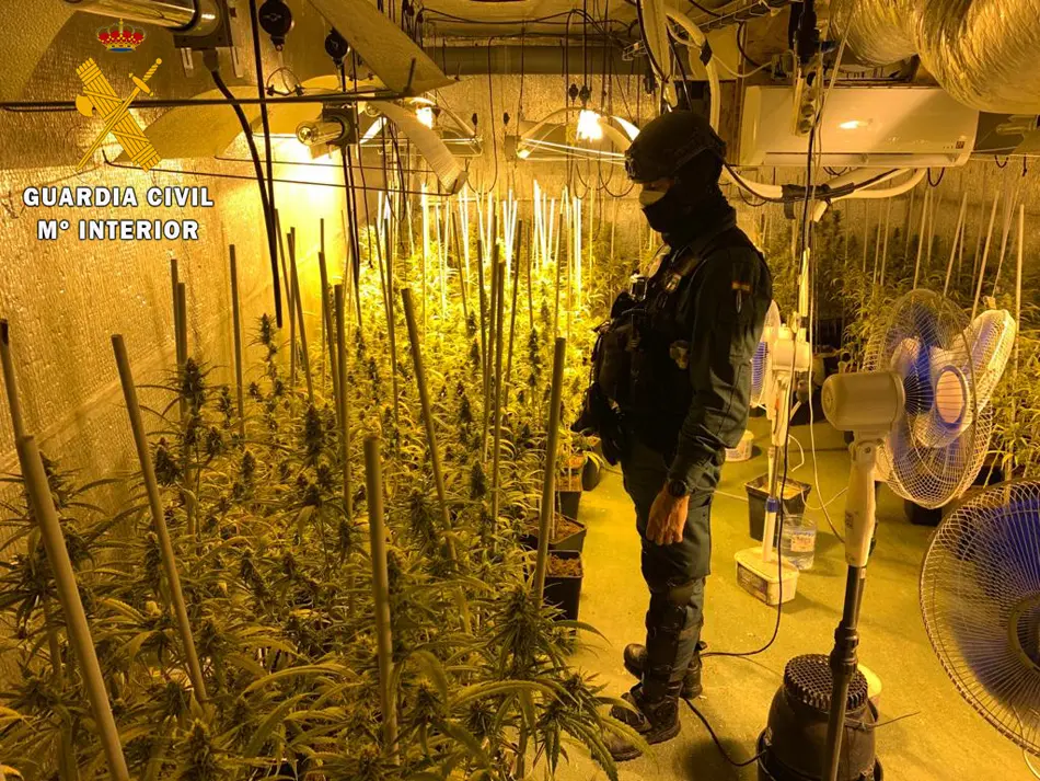 La Guardia Civil ha desmantelado en una casa de Cabez&oacute;n de la Sal una plantaci&oacute;n de marihuana interior con 1.000 plantas.