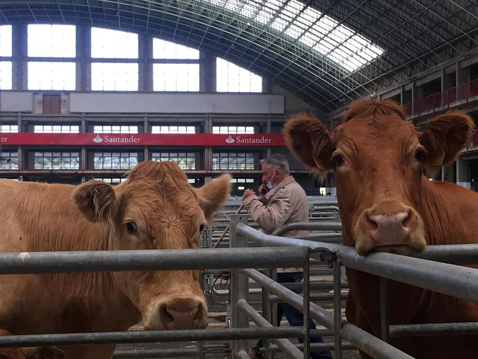 Feria de Ganados de Torrelavega en el d&iacute;a de hoy. / S. D.