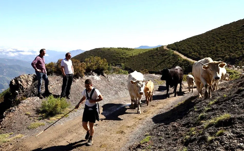 Ganader&iacute;a Liebana.
