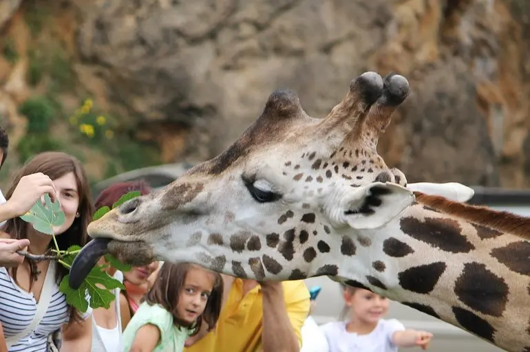 Varias personas disfrutan con la presencia de una jirafa en el Parque Natural de Cab&aacute;rceno. / S.D.