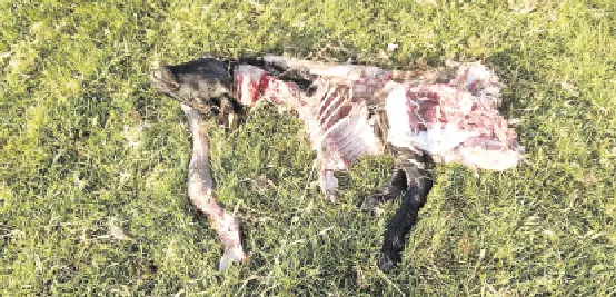 Restos de una de las ovejas devoradas por los lobos. / Saja