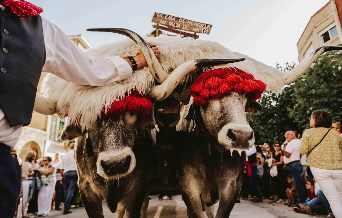 D&iacute;a de Campoo
