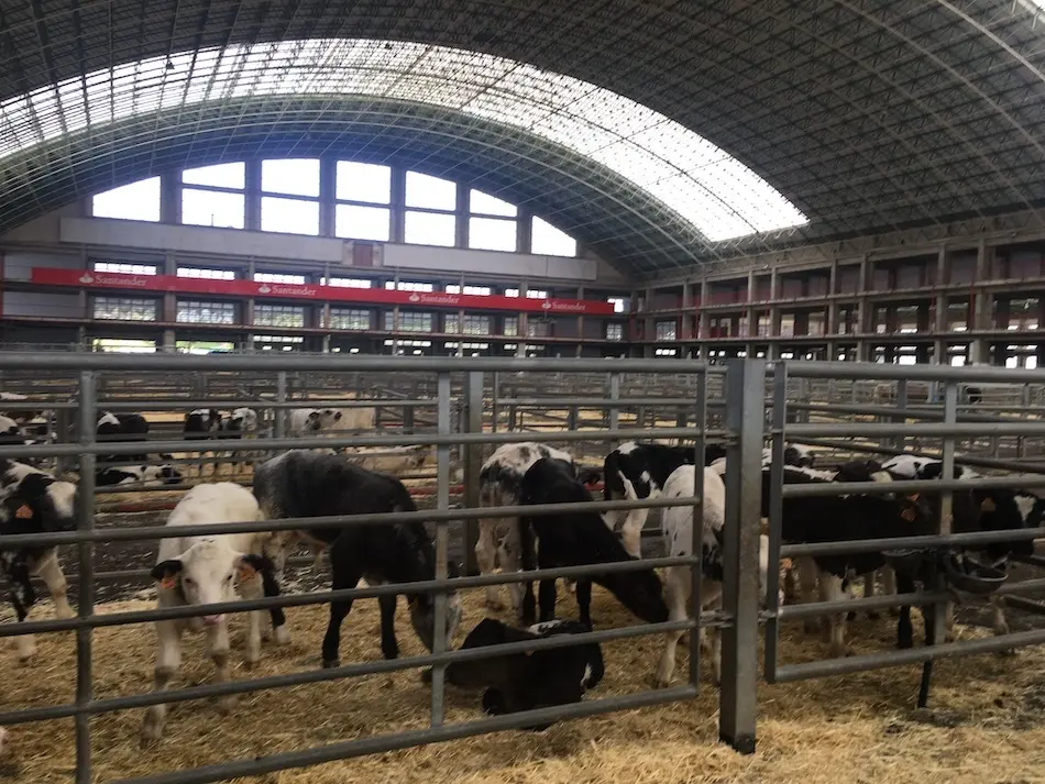 Mercado de Ganados de Torrelavega. / S.D.