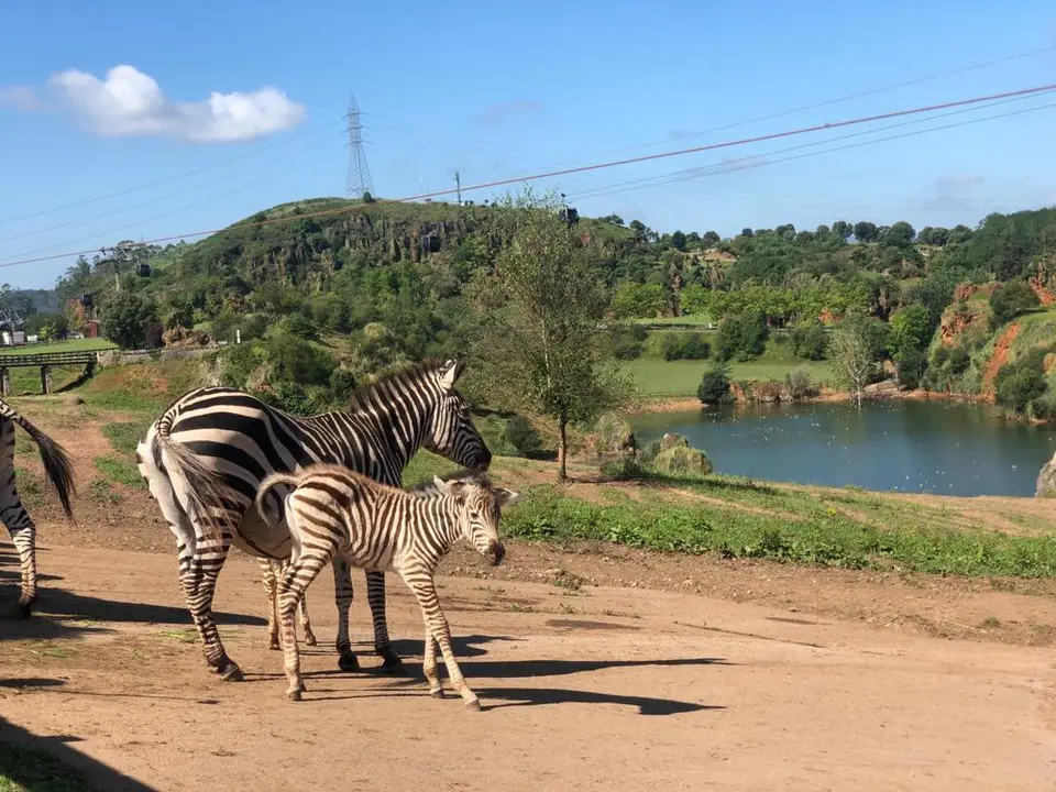 El ejemplar de cebra nacido en el parque natural de Cab&aacute;rceno.