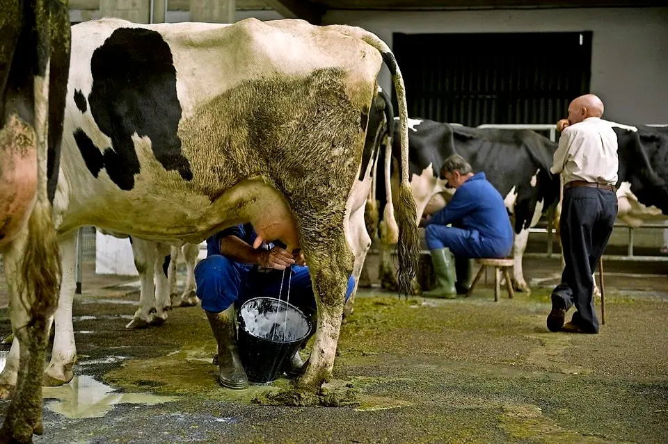 Orde&ntilde;o de vacas en el ferial de Torrelavega. / alerta-archivo-jorge ayll&oacute;n