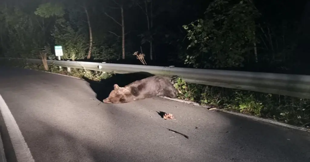 El oso atropellado en Somiedo.