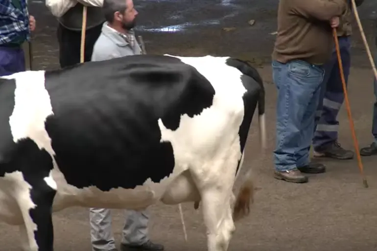 Feria de Ganado de Torrelavega.