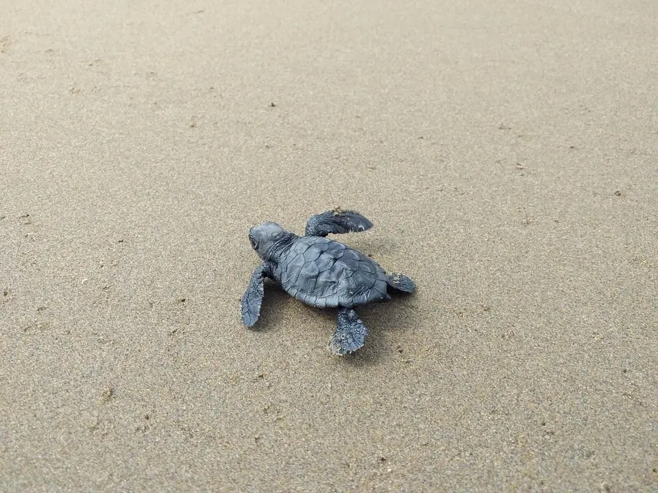 Cr&iacute;a de tortuga boba