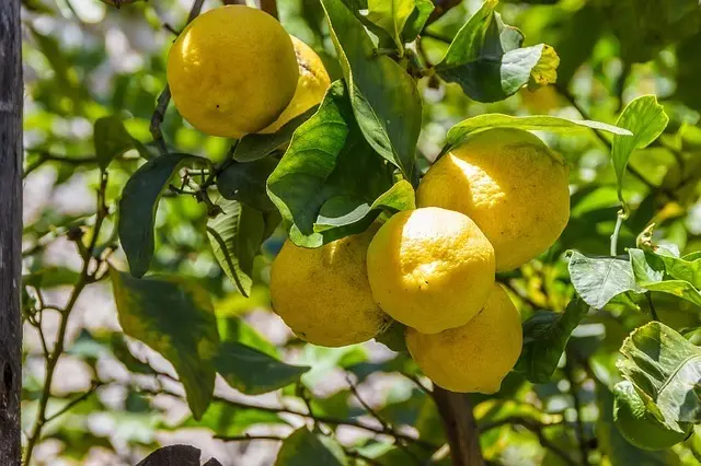 lemons-1620330_640