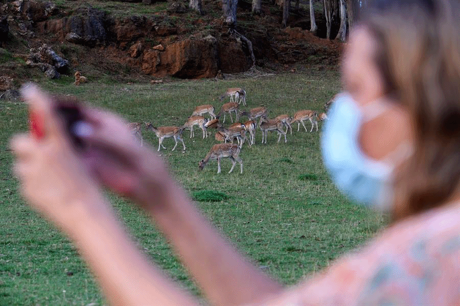 Una visitante hace fotos frente a un grupo de gamos durante "Cab&aacute;rceno Edici&oacute;n Limitada", una visita nocturna guiada al Parque de la Naturaleza de Cab&aacute;rceno en Cantabria. La nueva propuesta lanzada por la empresa p&uacute;blica Cantur para visitar el Parque de noche con un m&aacute;ximo de seis personas con gu&iacute;a se ofrece coincidiendo con el rito de cortejo de los ciervos (la "berrea") y el de los gamos (la "ronca"). EFE/ Pedro Puente Hoyos