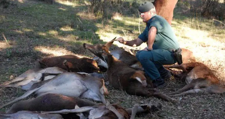 Los furtivos hacen mucho da&ntilde;o a nuestra fauna. / ARCHIVO / SEPRONA #062.  electr&oacute;nicoseprona@guardiacivil.org