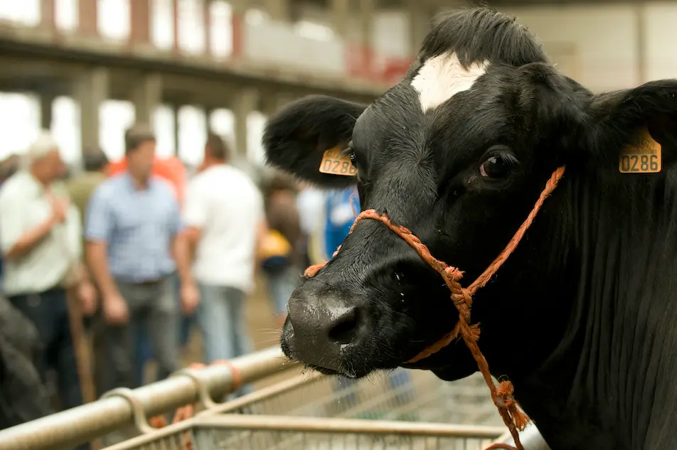 Una vaca observa al c&aacute;mara en la Feria de Ganados de Torrelavega. / ALERTA