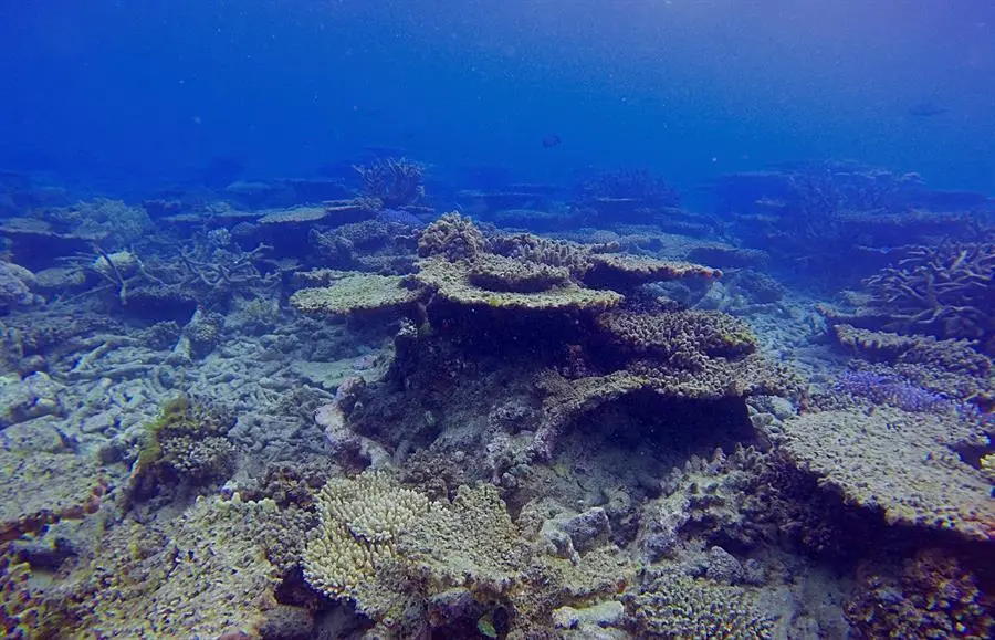Foto cedida sin fechar de la Gran Barrera de Coral australiana. La Gran Barrera de Coral, que se extiende a lo largo de 2.300 kil&oacute;metros frente a las costas del noreste de Australia, perdi&oacute; m&aacute;s de la mitad de sus corales desde 1995 a ra&iacute;z del calentamiento de las aguas originados por el cambio clim&aacute;tico, seg&uacute;n un estudio publicado este mi&eacute;rcoles. EFE/Andreas Dietzel