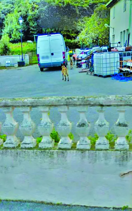 Los perros están sueltos en la parcela. / ALERTA