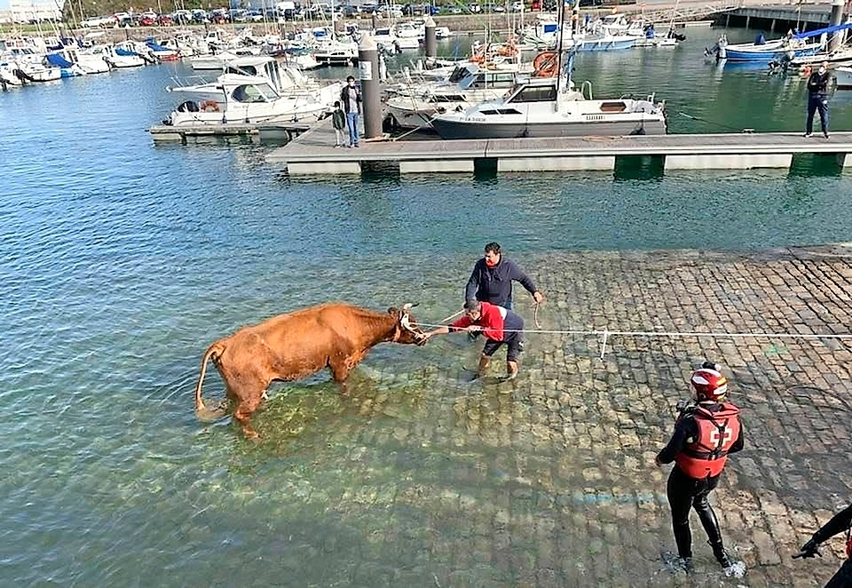 RESCATE VACA