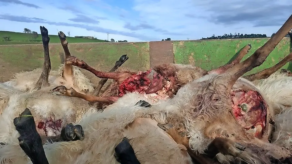 Varias de las ovejas muertas por los lobos apiladas en un cami&oacute;n. / Alerta