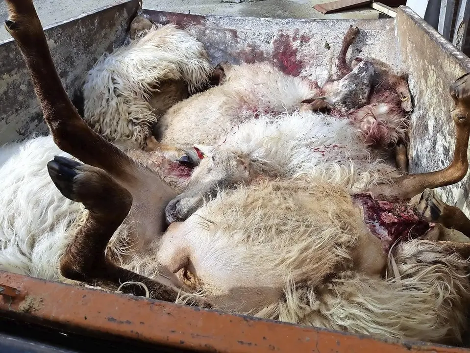 Un cami&oacute;n cargado con las ovejas muertas. / Saja