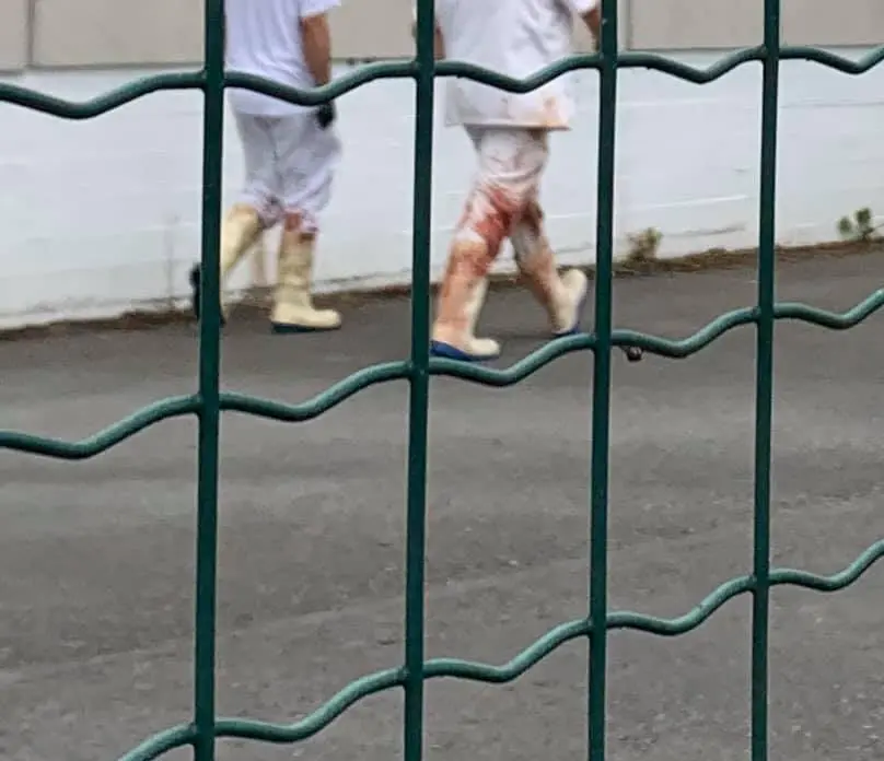 Imagen de dos trabajadores del matadero de Torrelavega. / ALERTA