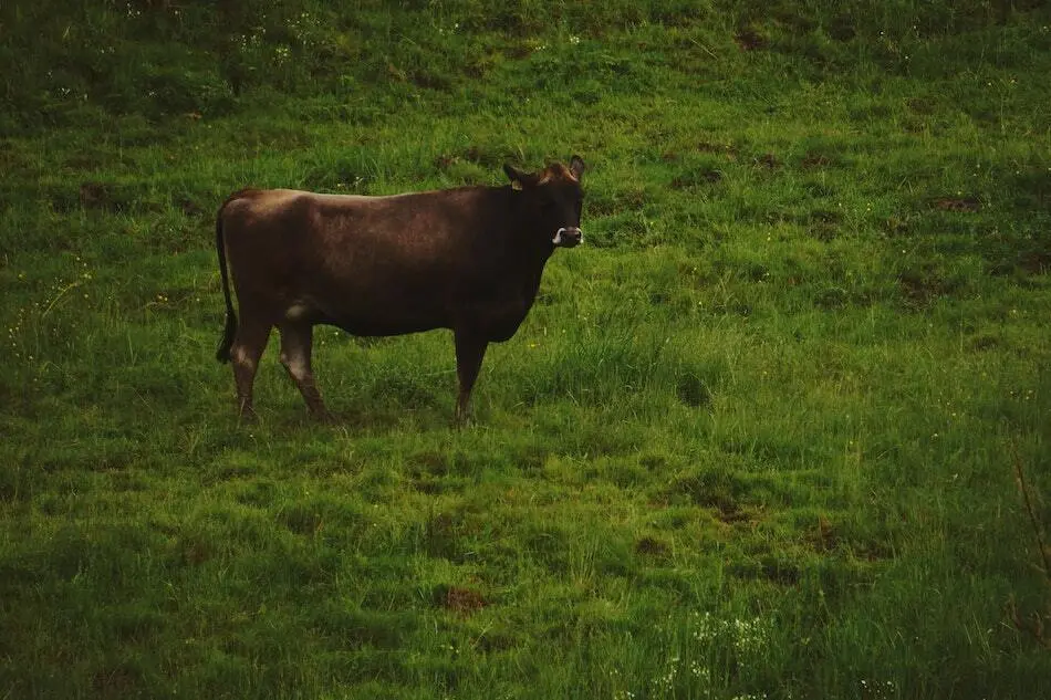 vacas