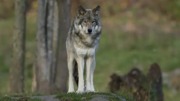 lobo-k0WC--620x349@abc
