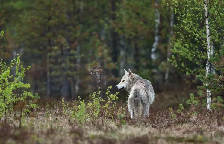 Vista de un lobo ib&eacute;rico