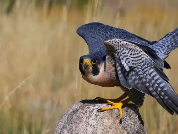 Halc&oacute;n_peregrino_2-&copy;Don-Mammoser-shutterstock_225563179-569x427