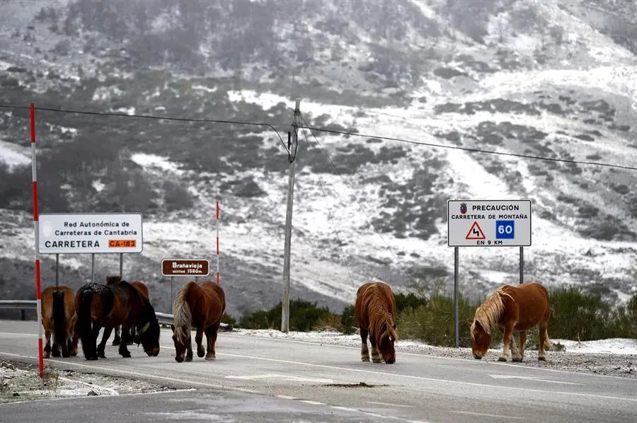 Varios caballos por la carretera de acceso a la localidad c&aacute;ntabra de Bra&ntilde;avieja, donde la Agencia Estatal de Meteorolog&iacute;a prev&eacute; una cota de nieve entre 1.400 y 1.600 metros bajando hasta 900 y 1.100 metros. EFE/Pedro Puente Hoyos