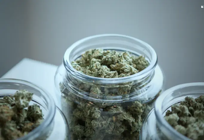 Recipientes con marihuana. /Archivo