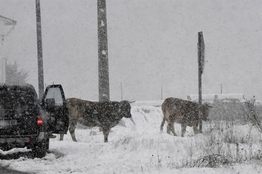 Unas vacas pastan entre la nieve este s&aacute;bado en el norte de la provincia de Le&oacute;n en una jornada marcada por el temporal y las bajas temperaturas. EFE/J.Casares