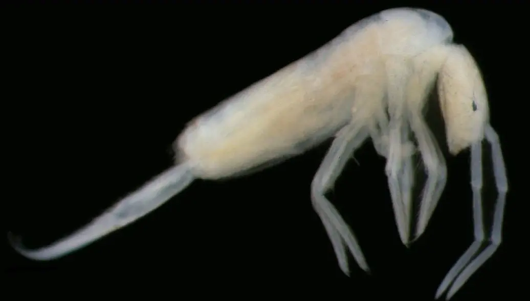 El artr&oacute;podo, parecido a un insecto y de poco m&aacute;s de un mil&iacute;metro, act&uacute;a como vector de dispersi&oacute;n de microorganismos y los cient&iacute;ficos proponen estudiar si contribuye al deterioro de las pinturas de la Cueva.