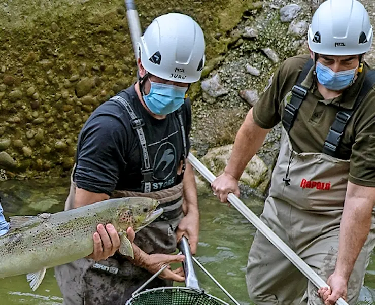 Uno de los salmones capturados junto a los guardas. / Alerta