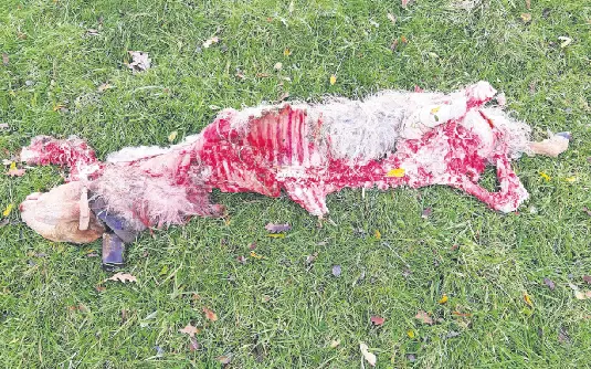 Oveja muerta en Santiba&ntilde;ez de Carrejo. / Saja