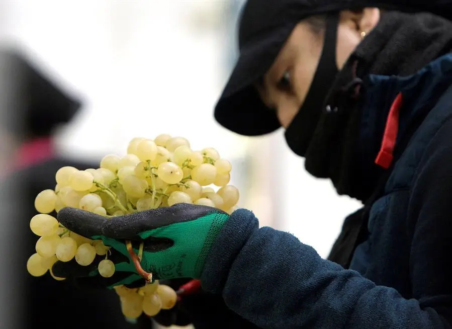 Una operaria trabaja en las labores de selecci&oacute;n y empaquetado de uvas de la D.O. Uva de Mesa del Vinalop&oacute; destinada a las campanadas de Fin de A&ntilde;o. EFE/Morell