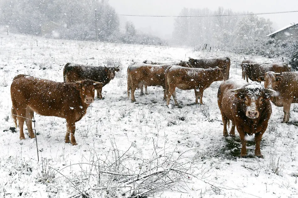 -FOTODELD&Iacute;A- GRAF8917. RIELLO (LE&Oacute;N), 14/11/2019.- Varias vacas bajo la nieve en el municipio leon&eacute;s de Riello, que contin&uacute;a cubierto este jueves, a causa del temporal que afecta al norte de la provincia castellanoleonesa. El temporal de nieve que en las &uacute;ltimas horas azota la Pen&iacute;nsula y est&aacute; dejando copiosas nevadas afecta ya la circulaci&oacute;n en la A-6, a su paso por la provincia de Le&oacute;n, y a tramos de 44 carreteras de la red secundaria en ocho provincias y ha provocado el cierre de tres puertos de monta&ntilde;a en Cantabria y Navarra. EFE/J.Casares