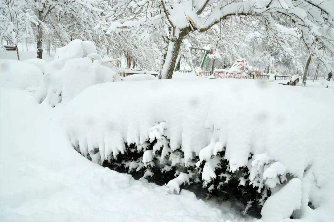 &Aacute;rboles cubiertos de nieve