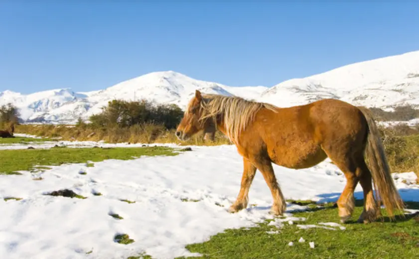 Un caballo en la localidad de Reinosa en Campoo.