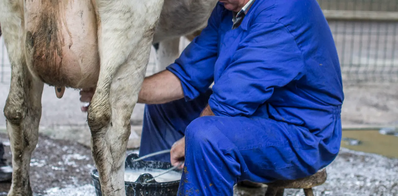 Un ganadero orde&ntilde;a a una vaca en el Ferial de Torrelavega. / ALERTA